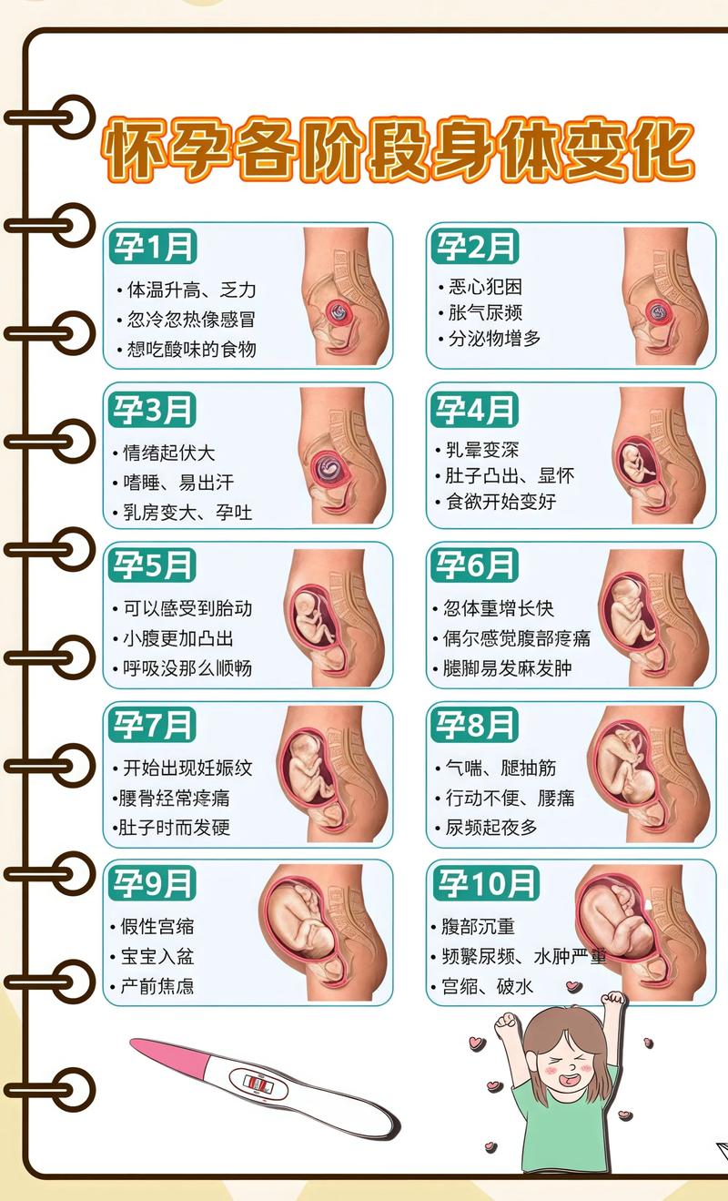 揭秘供卵代孕妈妈怀孕小腹分两节，孕期变化的奥秘泉州代生机构: